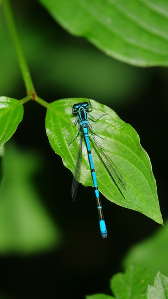 Coenagrion puella1.JPG