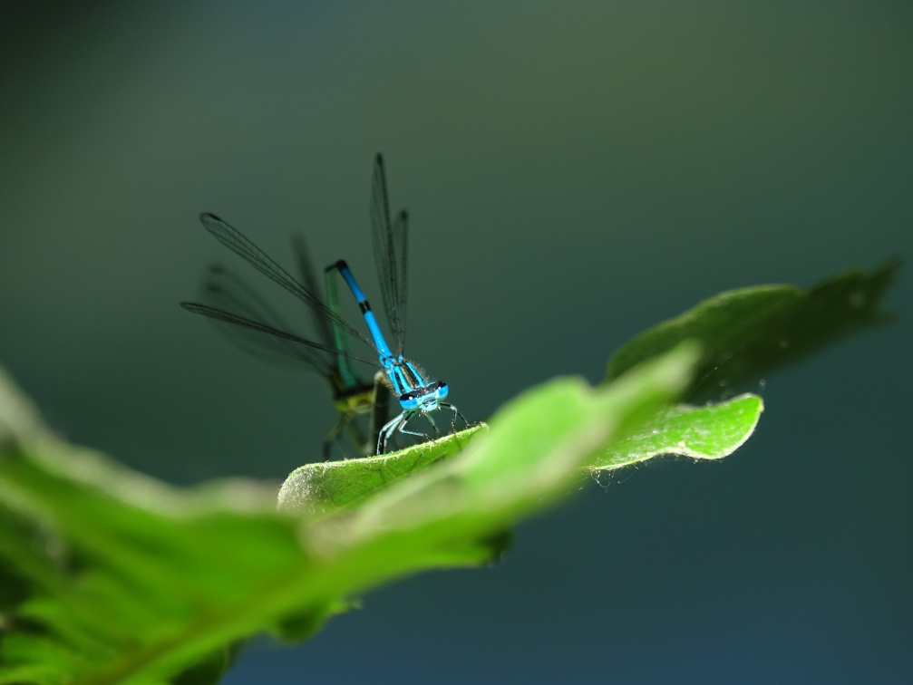 Coenagrion puella