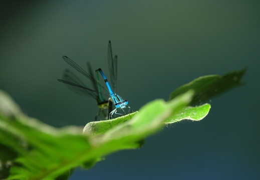 Coenagrion puella