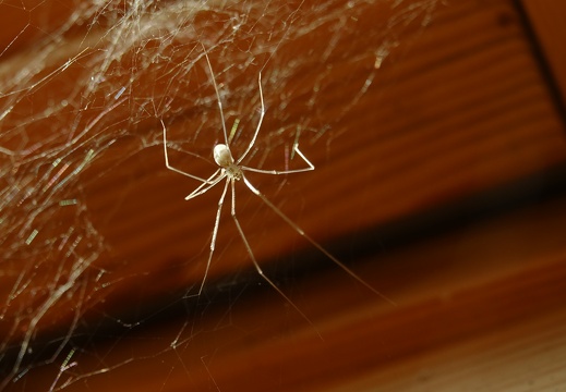 Pholcus