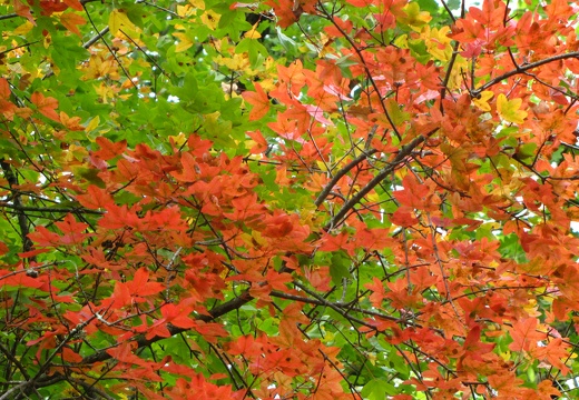 Acer monspessulanum