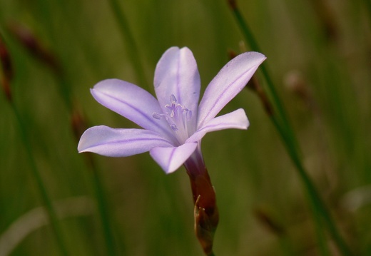 Aphyllanthes monspeliensis