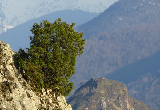Juniperus thurifera