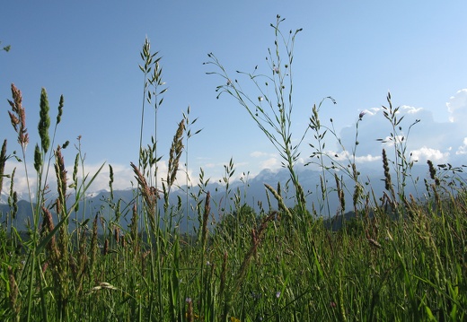 Poaceae