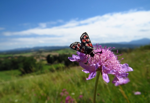 Zygaena occitanica