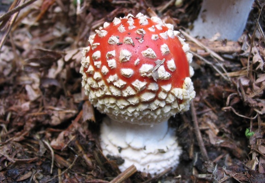 Amanita muscaria