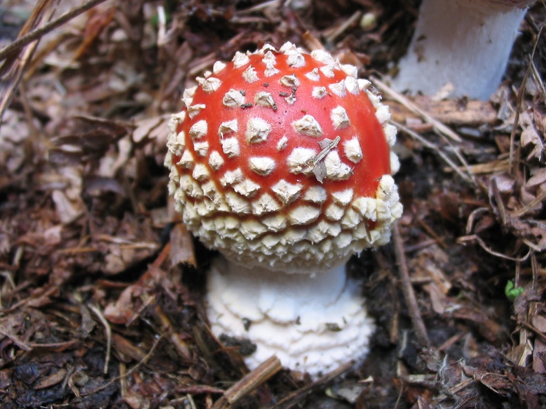 Amanita muscaria1.jpg