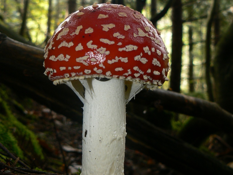 Amanita muscaria