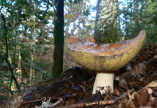 Boletus