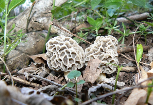 Morchella