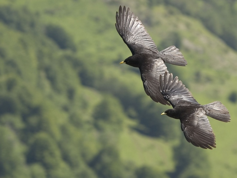 Pyrrhocorax graculus