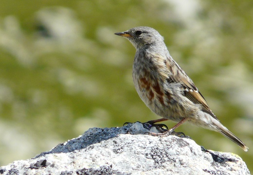 Prunella collaris