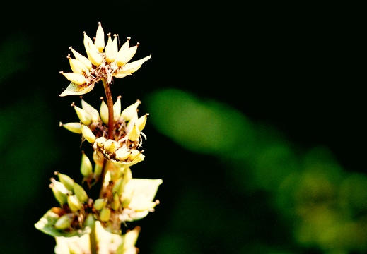 Flore