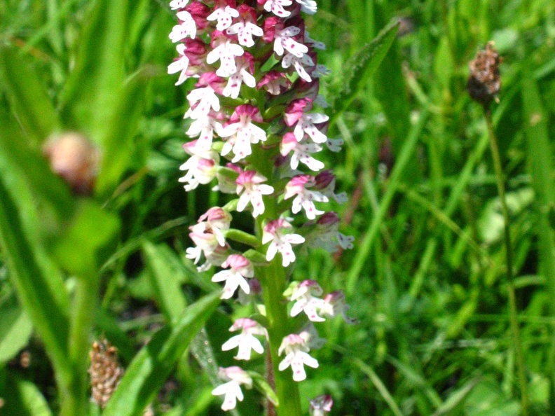  Orchis Ustulata