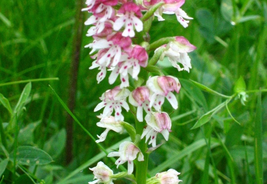  Orchis Ustulata