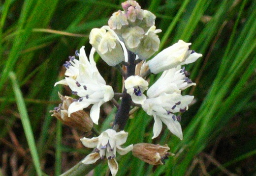 Bellevalia romana