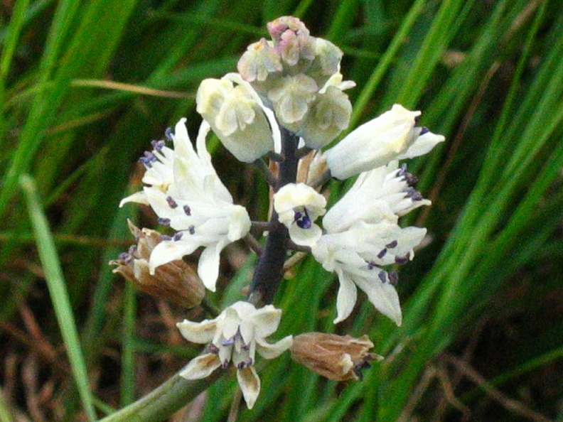 Bellevalia romana