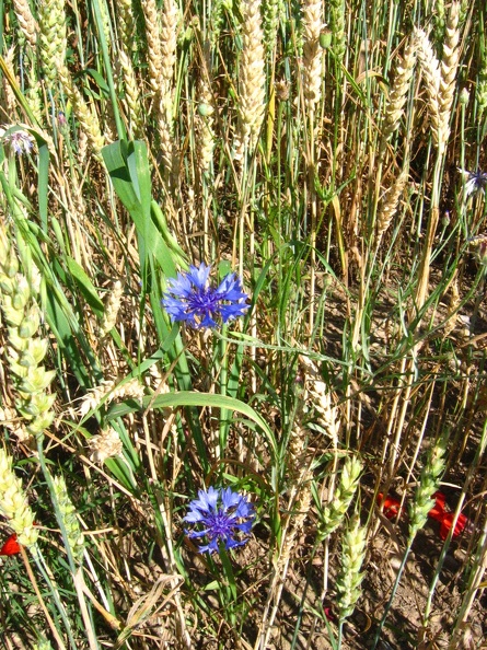 Centaurea cyanus1.jpg