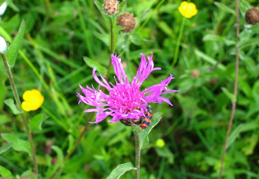 Centaurea nigra