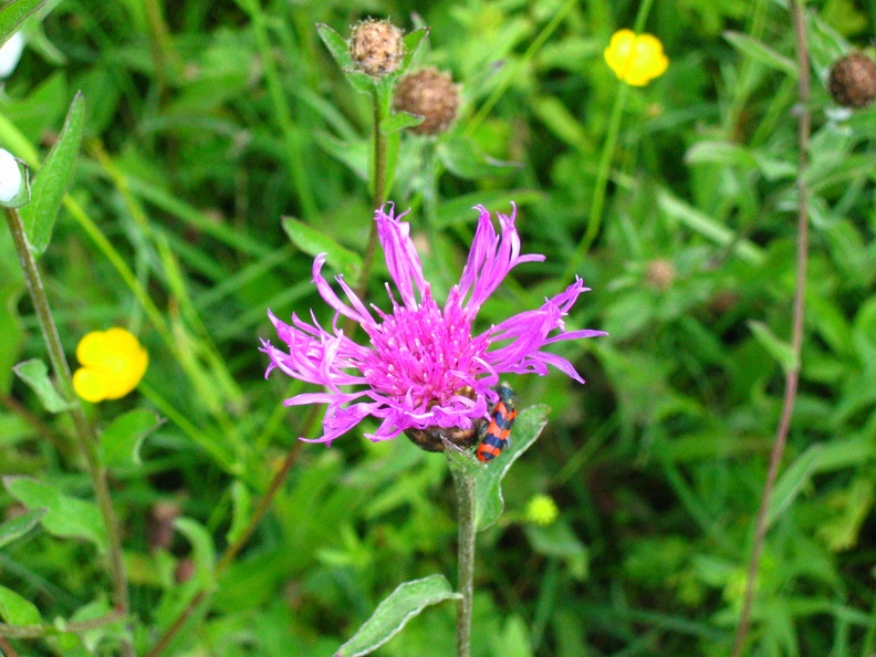 Centaurea nigra