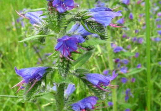 Echium vulgare
