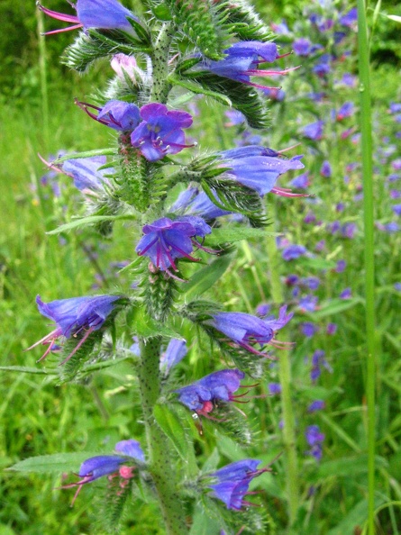 Echium vulgare1.jpg