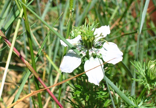 Nigella gallica Jordan
