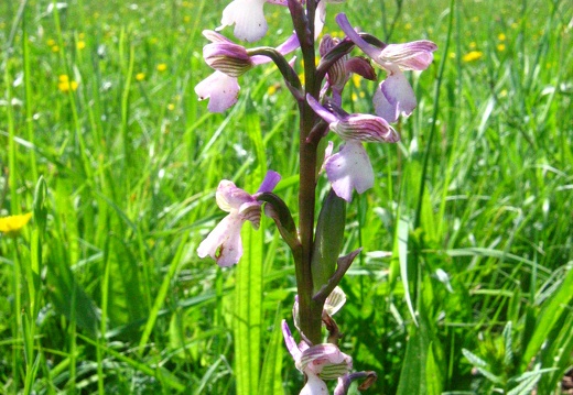 Orchis laxiflora