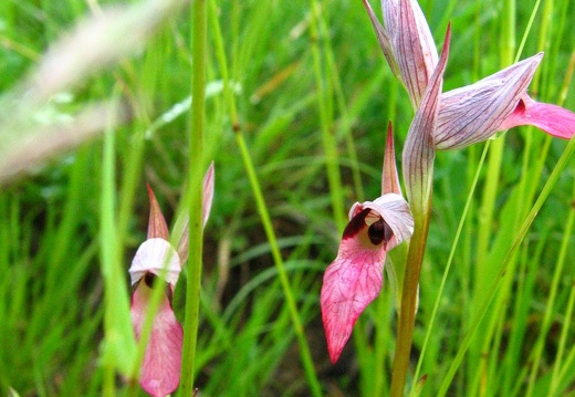 Serapias lingua