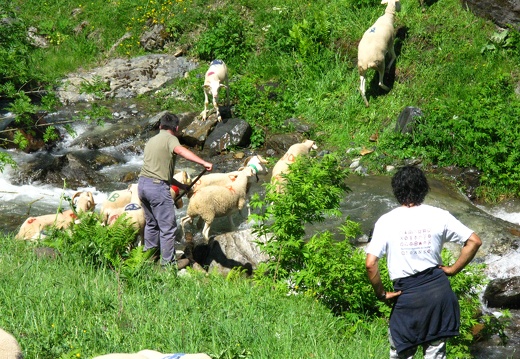 Transhumance