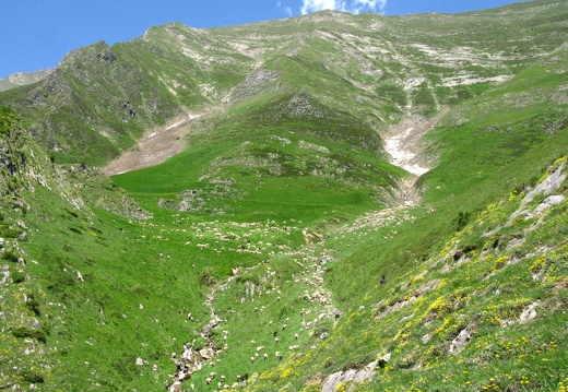 Transhumance