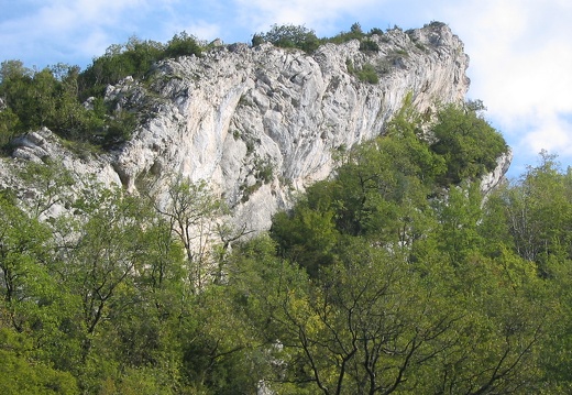 Roche