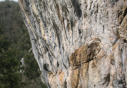 Roche