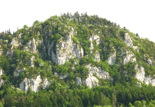Roche