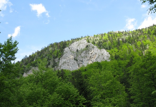 Roche