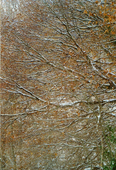 Forêt7.jpg