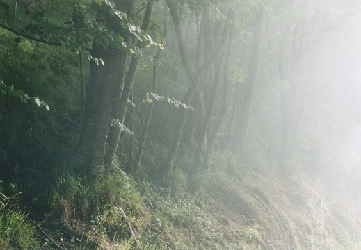 Forêt