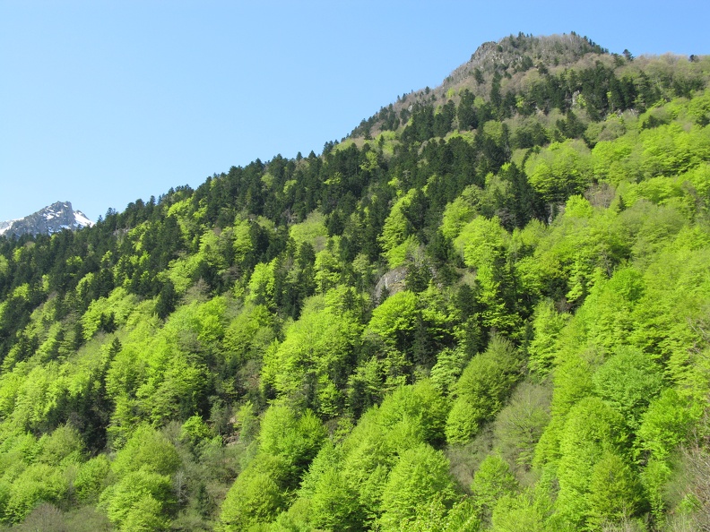 Forêt9.jpg