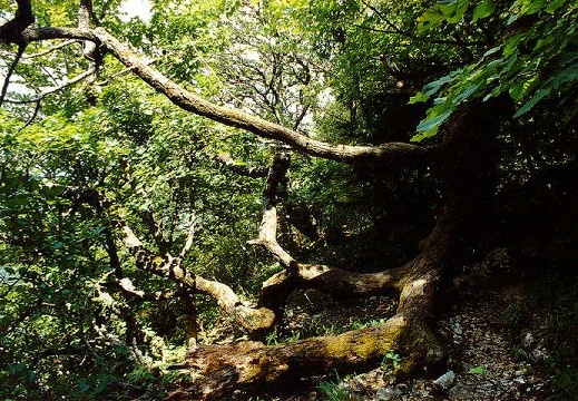 Forêt