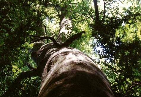 Forêt