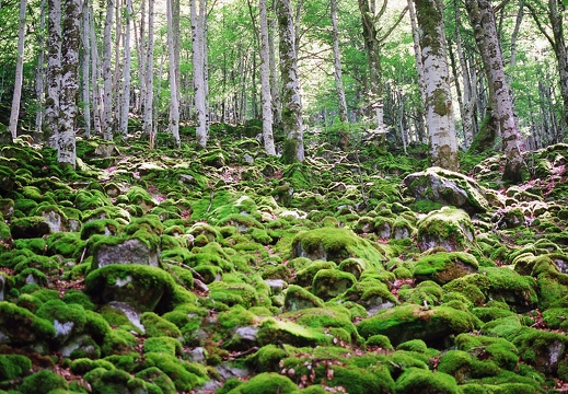 Forêt