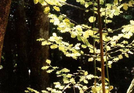 Ilex aquifolium