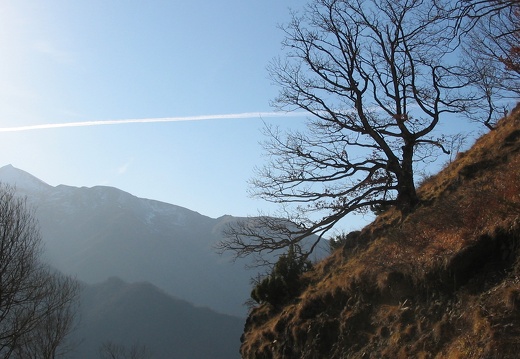 Arbre Le Picou