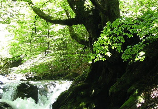 Cours d'eau Fouillet