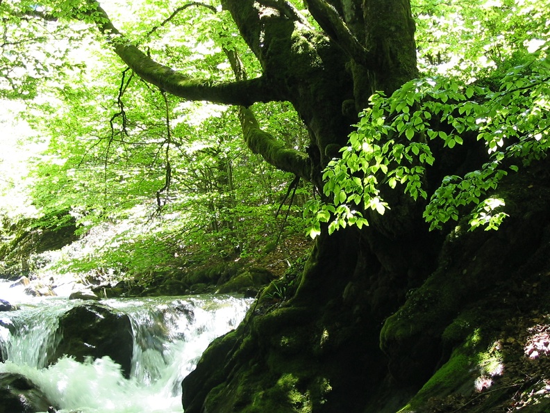 Cours d'eau Fouillet