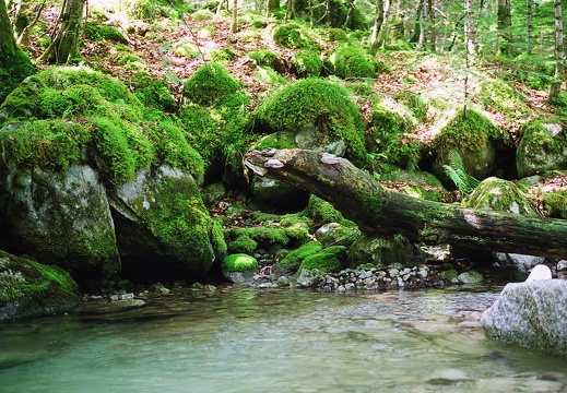 Cours d'eau Riberot