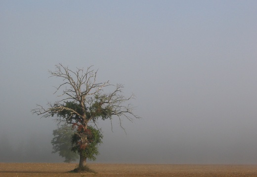 Arbre La Bastide de Sérou