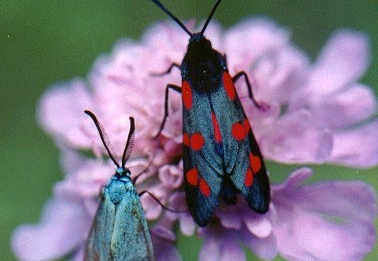 Adscita statices & Zygaena filipendulae