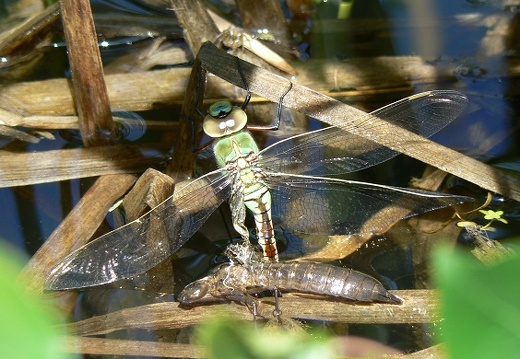 Anax