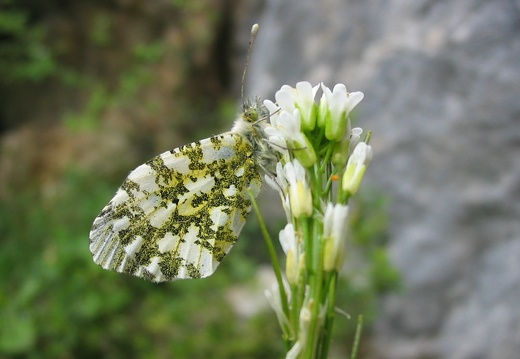 Anthocharis cardamines